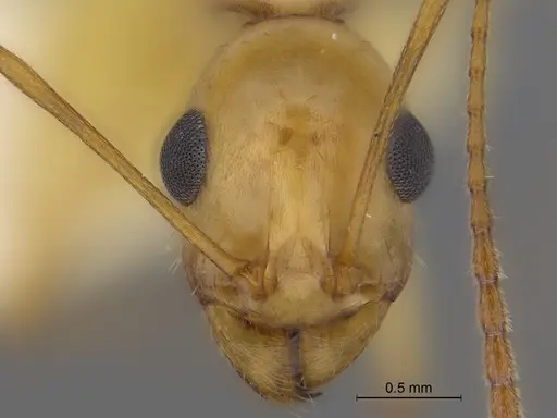 Aphaenogaster megommata specimen CASENT0869794 image casent0869794_2