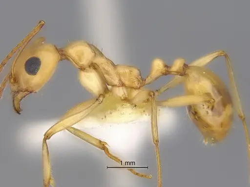 Aphaenogaster megommata specimen CASENT0869794 image casent0869794_3