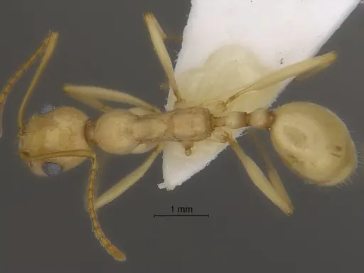 Aphaenogaster megommata specimen CASENT0869795 image casent0869795_1