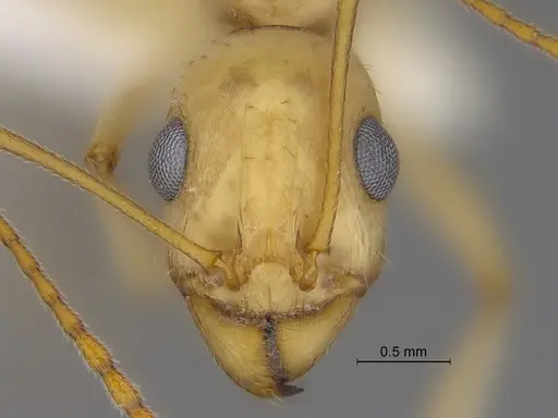 Aphaenogaster megommata specimen CASENT0869795 image casent0869795_2
