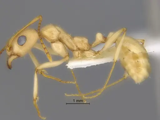 Aphaenogaster megommata specimen CASENT0869795 image casent0869795_3
