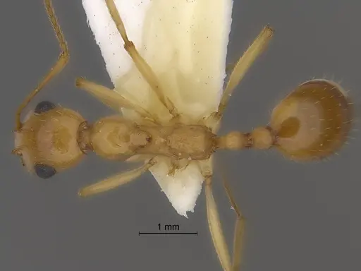 Aphaenogaster megommata specimen CASENT0869796 image casent0869796_1