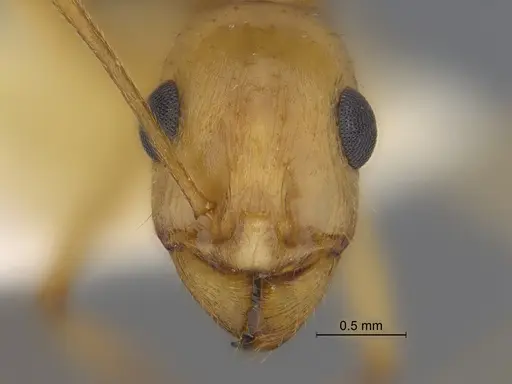 Aphaenogaster megommata specimen CASENT0869796 image casent0869796_2