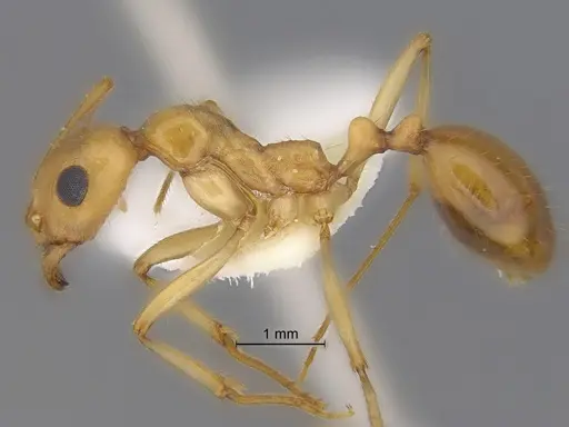 Aphaenogaster megommata specimen CASENT0869796 image casent0869796_3