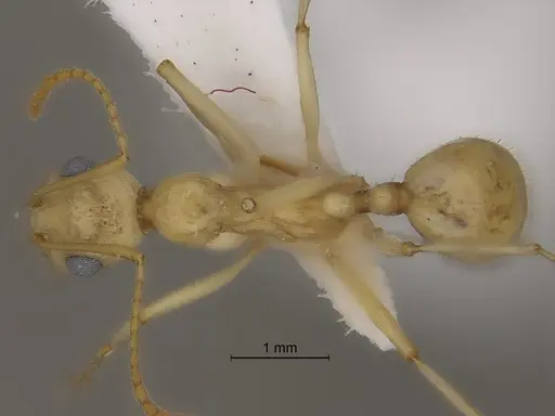 Aphaenogaster megommata specimen CASENT0869797 image casent0869797_1