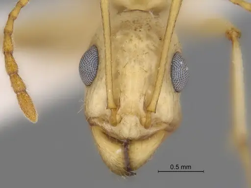 Aphaenogaster megommata specimen CASENT0869797 image casent0869797_2
