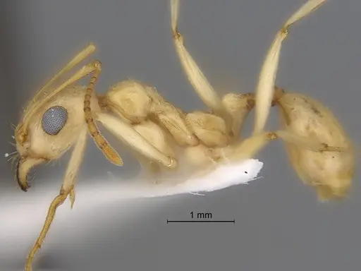 Aphaenogaster megommata specimen CASENT0869797 image casent0869797_3