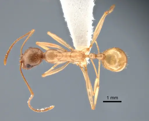 Aphaenogaster megommata specimen CASENT0882115 image casent0882115_1