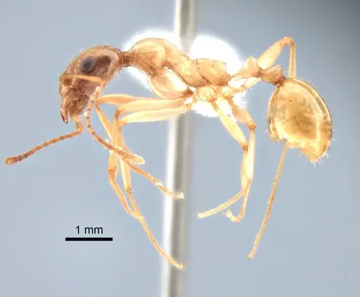 Aphaenogaster megommata specimen CASENT0882115 image casent0882115_3