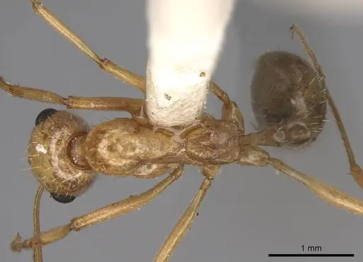 Aphaenogaster megommata specimen CASENT0914486 image casent0914486_1