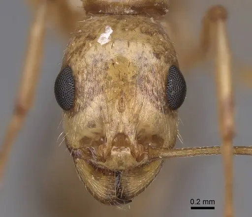 Aphaenogaster megommata specimen CASENT0914486 image casent0914486_2