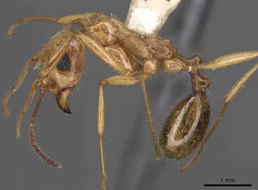 Aphaenogaster megommata specimen CASENT0914486 image casent0914486_3