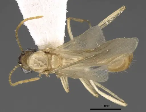 Aphaenogaster megommata specimen CASENT0923068 image casent0923068_1