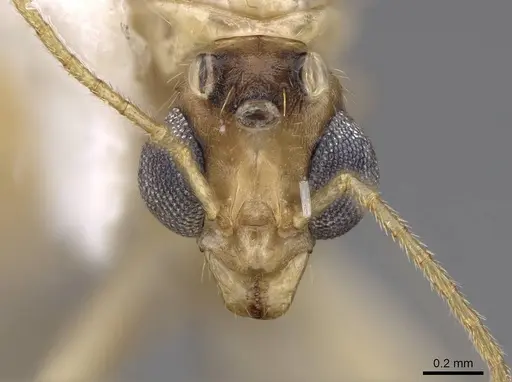 Aphaenogaster megommata specimen CASENT0923068 image casent0923068_2
