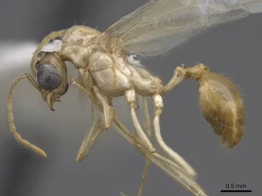 Aphaenogaster megommata specimen CASENT0923068 image casent0923068_3