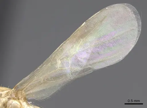 Aphaenogaster megommata specimen CASENT0923068 image casent0923068_4