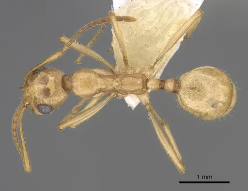 Aphaenogaster megommata specimen CASENT0923367 image casent0923367_1