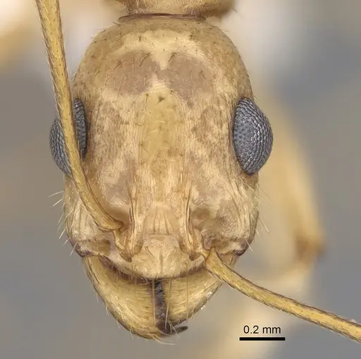 Aphaenogaster megommata specimen CASENT0923367 image casent0923367_2