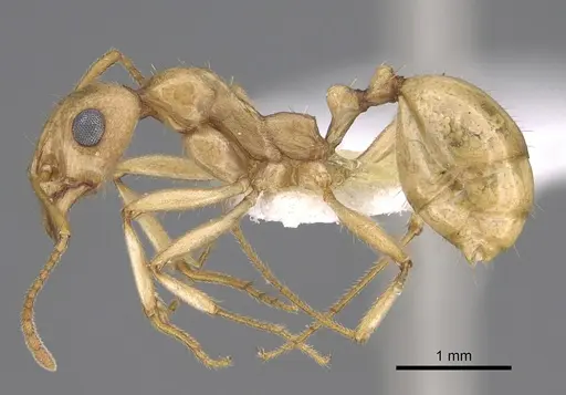 Aphaenogaster megommata specimen CASENT0923367 image casent0923367_3