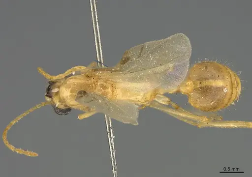 Aphaenogaster megommata specimen CASENT8364609 image casent8364609_1