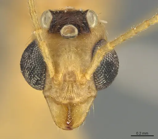 Aphaenogaster megommata specimen CASENT8364609 image casent8364609_2