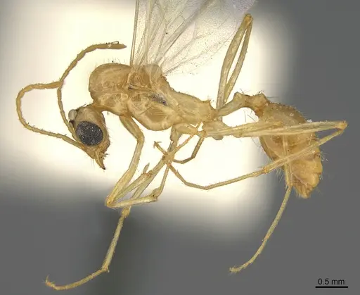 Aphaenogaster megommata specimen CASENT8364609 image casent8364609_3
