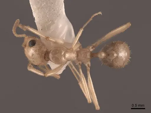 Aphaenogaster megommata specimen FMNHINS0000062932 image fmnhins0000062932_1