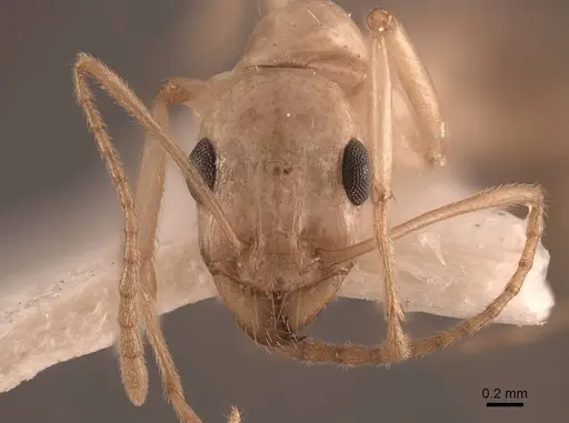 Aphaenogaster megommata specimen FMNHINS0000062932 image fmnhins0000062932_2