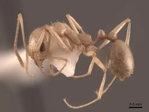 Aphaenogaster megommata specimen FMNHINS0000062932 image fmnhins0000062932_3