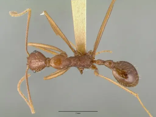 Aphaenogaster mexicana specimen CASTYPE00653 image castype00653_1