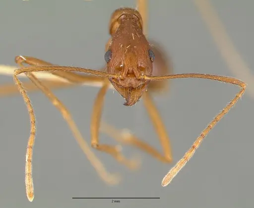 Aphaenogaster mexicana specimen CASTYPE00653 image castype00653_2