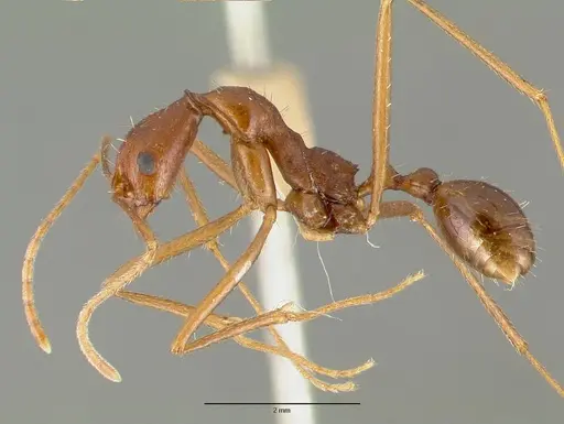 Aphaenogaster mexicana specimen CASTYPE00653 image castype00653_3