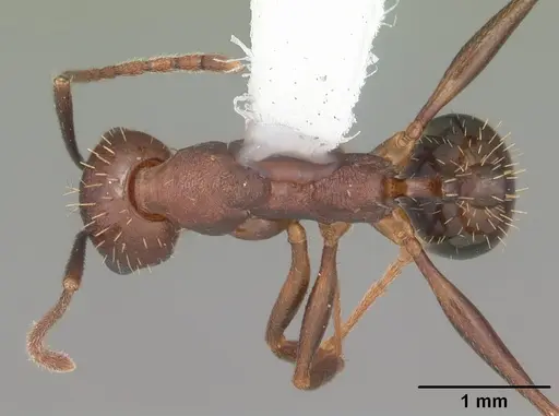 Aphaenogaster miamiana specimen CASENT0103595 image casent0103595_1