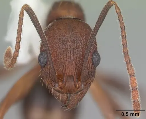Aphaenogaster miamiana specimen CASENT0103595 image casent0103595_2