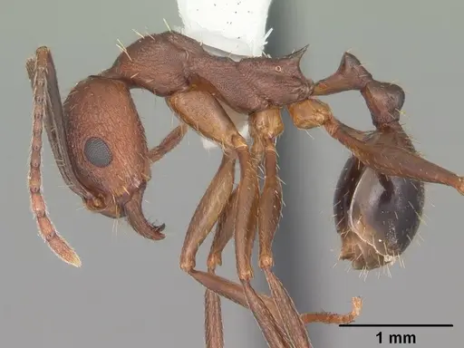 Aphaenogaster miamiana specimen CASENT0103595 image casent0103595_3