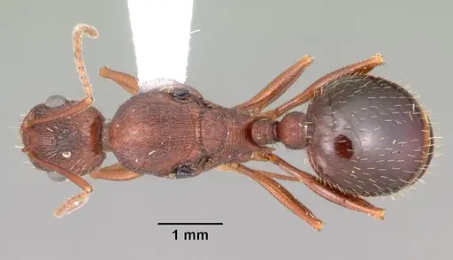 Aphaenogaster miamiana specimen CASENT0103598 image casent0103598_1