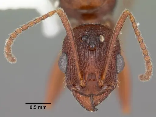 Aphaenogaster miamiana specimen CASENT0103598 image casent0103598_2