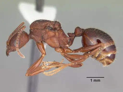 Aphaenogaster miamiana specimen CASENT0103598 image casent0103598_3