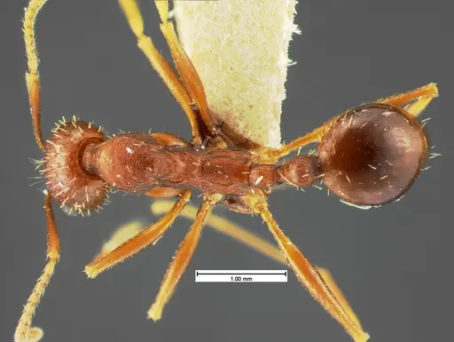 Aphaenogaster miamiana specimen CASENT0105579 image casent0105579_1