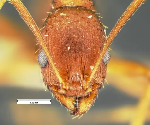Aphaenogaster miamiana specimen CASENT0105579 image casent0105579_2