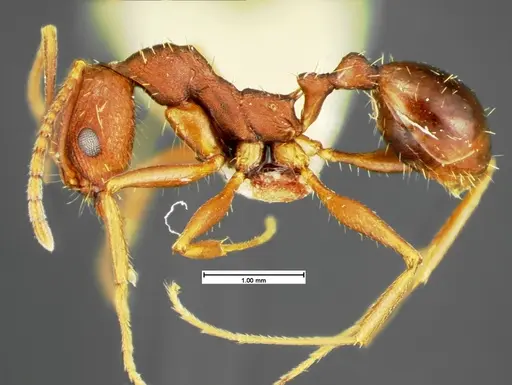 Aphaenogaster miamiana specimen CASENT0105579 image casent0105579_3