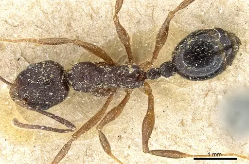 Aphaenogaster miamiana specimen CASENT0904168 image casent0904168_1