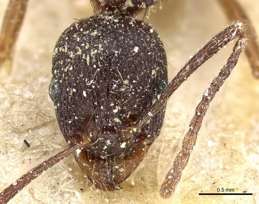 Aphaenogaster miamiana specimen CASENT0904168 image casent0904168_2
