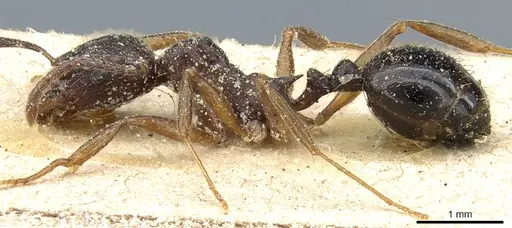 Aphaenogaster miamiana specimen CASENT0904168 image casent0904168_3