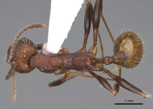 Aphaenogaster miamiana specimen CASENT0914472 image casent0914472_1