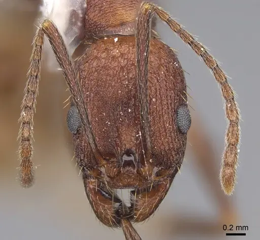 Aphaenogaster miamiana specimen CASENT0914472 image casent0914472_2