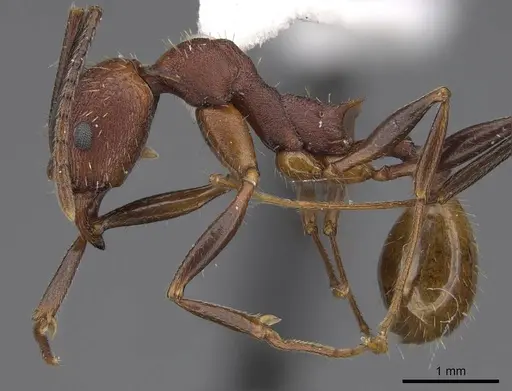 Aphaenogaster miamiana specimen CASENT0914472 image casent0914472_3