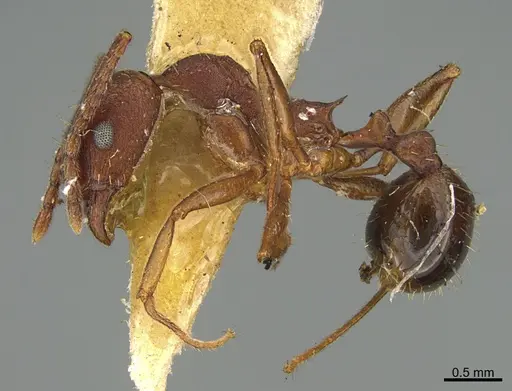 Aphaenogaster miamiana specimen CASENT0923572 image casent0923572_1