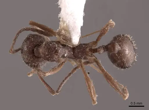 Aphaenogaster miamiana specimen FMNHINS0000062947 image fmnhins0000062947_1