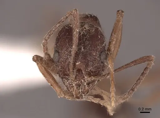 Aphaenogaster miamiana specimen FMNHINS0000062947 image fmnhins0000062947_2